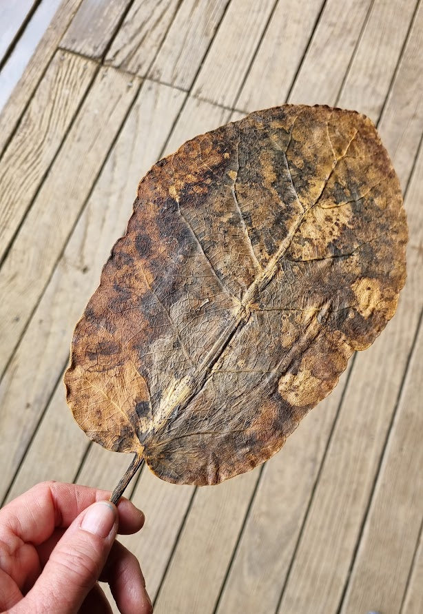PUKA RAU "KO AU TE TAIAO, KO TE TAIAO KO AU"